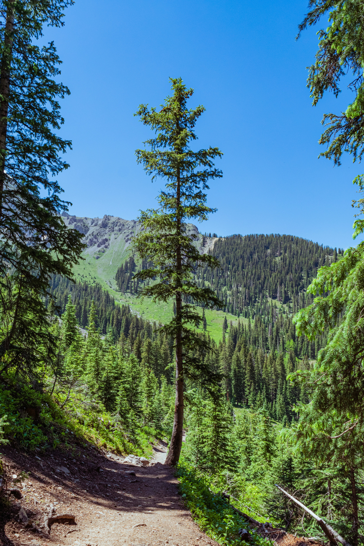 jeep-rentals-telluride-colorado-lawson